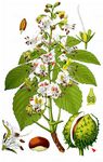 Gewöhnliche Roßkastanie - Aesculus hippocastanum L. 