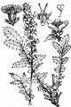 Agrimony - Agrimonia eupatoria L.