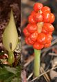 Lords-And-Ladies - Arum maculatum L.