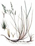 Violetter Schwingel - Festuca violacea Gaudin 