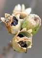 Common Toadflax - Linaria vulgaris Mill.