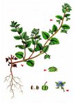 Acker-Ehrenpreis - Veronica agrestis L. 