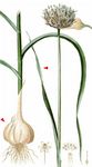 Knoblauch - Allium sativum L. 