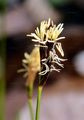 Soft-Leaved Sedge - Carex montana L.