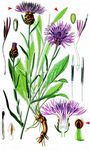 Wiesen-Flockenblume - Centaurea jacea L. 