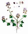 Danish Scurvygrass - Cochlearia danica L.