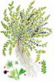 Smooth Rupturewort - Herniaria glabra L.