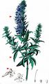 Hyssop - Hyssopus officinalis L.