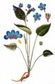 Blue-Eyed-Mary - Omphalodes verna Moench