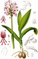 Monkey Orchid - Orchis simia Lam.