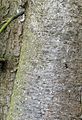 Lodgepole Pine - Pinus contorta Loudon
