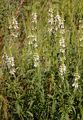 Perennial Yellow-Woundwort - Stachys recta L.