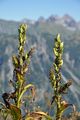 Grüner Germer - Veratrum lobelianum Bernh.