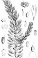 Rigid Hornwort - Ceratophyllum demersum L.