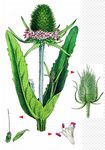 Wilde Karde - Dipsacus fullonum L. 