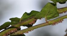 Gewöhnlicher Efeu - Hedera helix L.