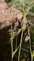 Alpine Rush - Juncus alpinoarticulatus Chaix