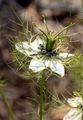 Damaszener Schwarzkümmel - Nigella damascena L.