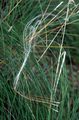 Feathergrass - Stipa pennata L.