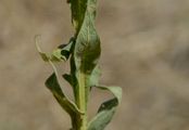 Great Mullein - Verbascum thapsus L.