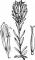 Marsh Gentian - Gentiana pneumonanthe L.