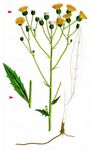 Glattes Habichtskraut - Hieracium laevigatum Willd. 