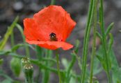 Long-Headed Poppy - Papaver dubium L.