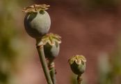 Opium Poppy - Papaver somniferum L.