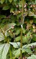 Common Figwort - Scrophularia nodosa L.