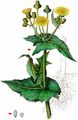 Smooth Sow-Thistle - Sonchus oleraceus L.