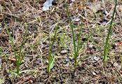 Sand Sedge - Carex arenaria L.