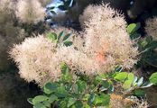 Smoke-Tree - Cotinus coggygria Scop.