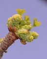 Ginkgo biloba (Ginkgo) - Blüten