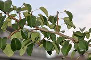 Pyrus pyraster (Wildbirne) - Blätter
