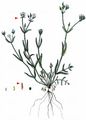 Doubtful Chickweed - Cerastium dubium (Bastard) Guépin