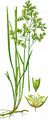 Holy-Grass - Hierochloë odorata (L.) P. Beauv.
