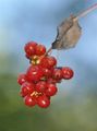 Wohlriechende Heckenkirsche - Lonicera caprifolium L.