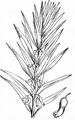 Whorled Solomon's-Seal - Polygonatum verticillatum (L.) All.
