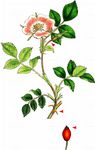 Kleinblütige Rose - Rosa micrantha Sm. 