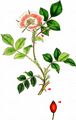 Small-Flowered Sweet-Briar - Rosa micrantha Sm.