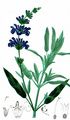 Echter Salbei - Salvia officinalis L. 