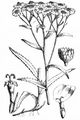 Sneezewort - Achillea ptarmica L.
