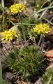 Yellow Whitlowgrass - Draba aizoides L.