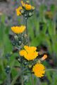 Yellow Fox-And-Cubs - Pilosella caespitosa (Dumort.) P. D. Sell & C. West