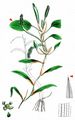 Various-Leaved Pondweed - Potamogeton gramineus L.