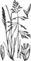 Reflexed Saltmarsh-Grass - Puccinellia distans (Jacq.) Parl.