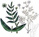 Greater Water-Parsnip - Sium latifolium L.