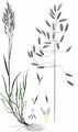 Field Brome - Bromus arvensis L.