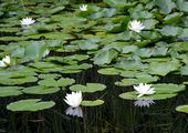 Glänzende Seerose - Nymphaea candida J. Presl & C. Presl