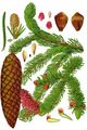 Picea abies aus Thomé (1885)